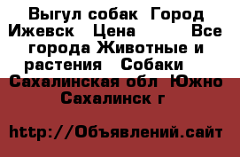 Выгул собак. Город Ижевск › Цена ­ 150 - Все города Животные и растения » Собаки   . Сахалинская обл.,Южно-Сахалинск г.